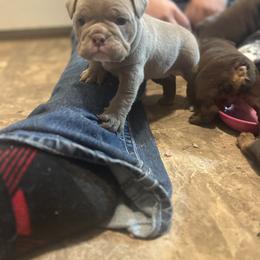 Aussiedoodle, Bulldog, Miniature Australian Shepherd, Poodle, and Toy Australian Shepherd Puppies from Mowry Creek Mini Aussiedoodles and More