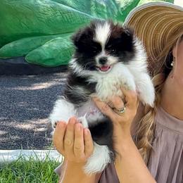 Zorro - Black parti male Pomeranian puppy in Green Cove Springs, Florida from Natasha's Ark of Joy