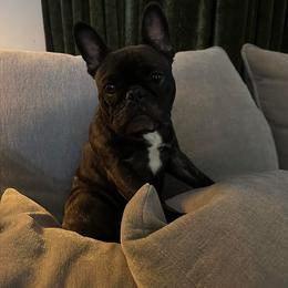 Merlina - Brindle female French Bulldog puppy in Georgetown, Kentucky from Von Bales French Bulldogs