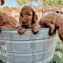 Irish Doodle Puppies from Foxrun Litters