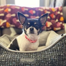 MayMay - Chihuahua