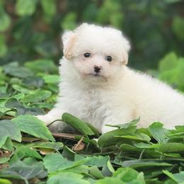 Lexie - Champagne female Maltipoo puppy in Oakland, Kentucky from Imperial Dogs