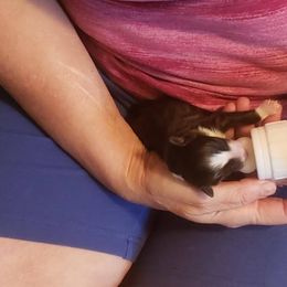 Shetland Sheepdog Puppies from Hawks Acres Shetland Sheepdogs