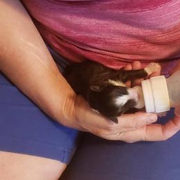 Shetland Sheepdog Puppies from Hawks Acres Shetland Sheepdogs