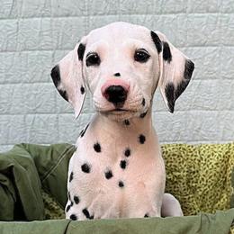 Arlene - White and black female Dalmatian puppy in Decatur, Alabama from Hollytree Dalmatians