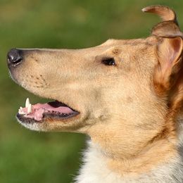 Nyssa - Collie