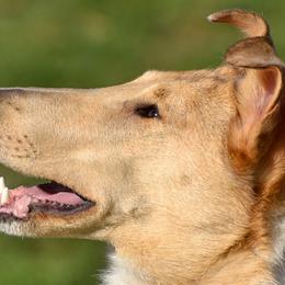 Nyssa - Collie