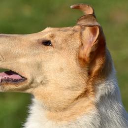 Nyssa - Collie