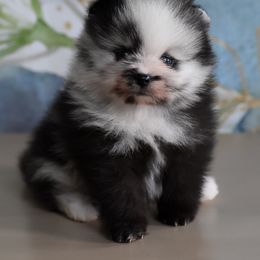Australian Shepherd and Pomeranian Puppies from Sandy Aussies & Pomeranians