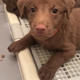 Chesapeake Bay Retriever Puppies from Cedar Ridge Chessies