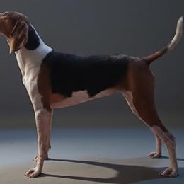 Breezy - Treeing Walker Coonhound