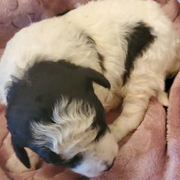 Minnie - Black and white female Sheepadoodle puppy in Bellevue, Iowa from Fluffy Wonders Poms and Doodles