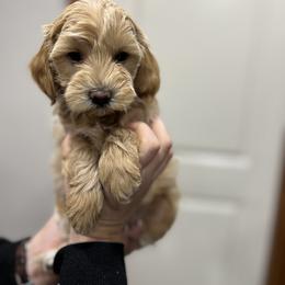 Maltipoo Puppies from Jessica's Maltipoos