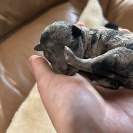 CoCo - Merle female Goldendoodle puppy in Jackson, Michigan from Surrey Lane Doodles