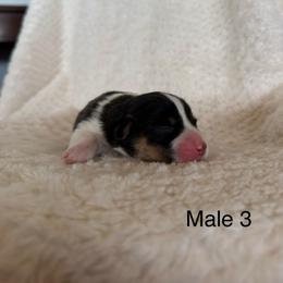 Male 3 - Black and tan male Pembroke Welsh Corgi puppy in La Porte City, Iowa from Cedar River Corgis