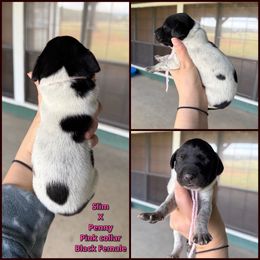Pink collar black female - Black roan female German Shorthaired Pointer puppy in Crockett, Texas from LL Gun Dogs, LLC