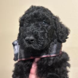 Poodle Puppies from Semmy’s standard Poodle