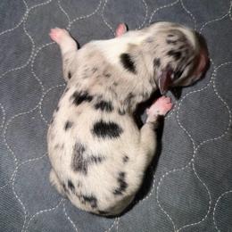 Rosie - Blue merle female Miniature Australian Shepherd puppy in Hillsboro, Texas from H&J Aussies