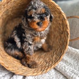 Lenny - Blue merle male Aussiedoodle puppy in Saint Cloud, Florida from Jagged Oaks Farm