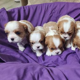 Cavalier King Charles Spaniels and Havanese from Petite Amour