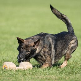 German Shepherds from Vom Evolution Kennels
