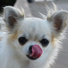 Litty - Chihuahua