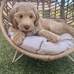 Goldendoodle Puppies from Island Doods