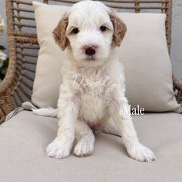 Birch - Parti male Goldendoodle puppy in Gilbert, Arizona from Doodle Bliss