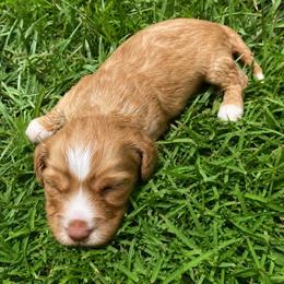 Tito - Wheaten male Dachshund puppy in Trenton, Florida from Tweenie Weenie Dachshunds