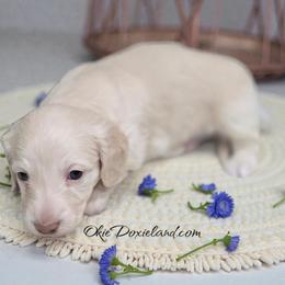 Dove - Cream male Dachshund puppy in Oklahoma City, Oklahoma from OkieDoxieland Dachshunds