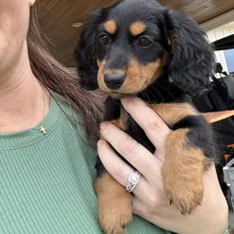 Faith - Black and tan female Dachshund puppy in Leon County, Texas from Diamond N the Ruff Dachshunds