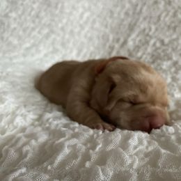 Bear - Yellow male Labrador Retriever puppy in Princess Anne, Maryland from Little Farm