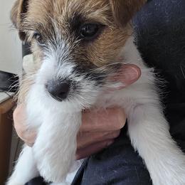 Glory - White and tan female Russell Terrier puppy in Royal Oaks, California from Rose In Vale Russell Terriers