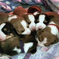 Drever and Mastiff Puppies from Cedarhollow