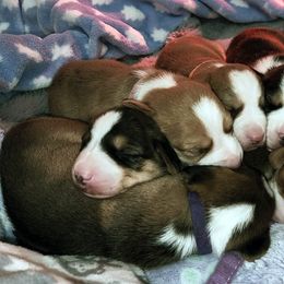 Drever and Mastiff Puppies from Cedarhollow