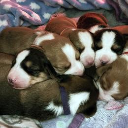 Drever and Mastiff Puppies from Cedarhollow