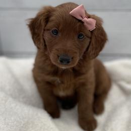 Molly - Red  female Goldendoodle puppy in Kansas City, Kansas from Bella & Ivy’s Mini Goldendoodles of KC