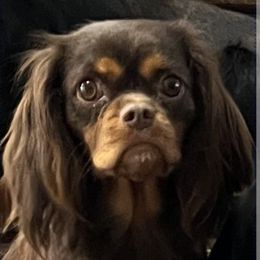 Coco - Cavalier King Charles Spaniel