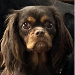 Coco - Cavalier King Charles Spaniel