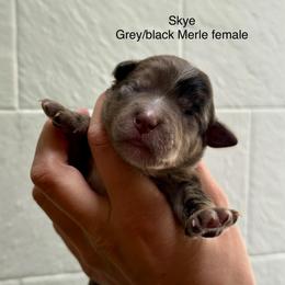 Skye - Merle female Bernedoodle puppy in Fallon, Nevada from Wild Roots Doodles