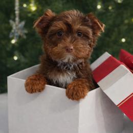Romeo - Chocolate, tan and white male Yorkshire Terrier puppy in Glendale, California from Los Angeles Teacup Yorkie