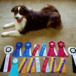 Australian Shepherds and German Shepherds from Northpoint