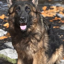 Zero - German Shepherd