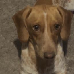 Dachshunds from Justyne's Dachshunds