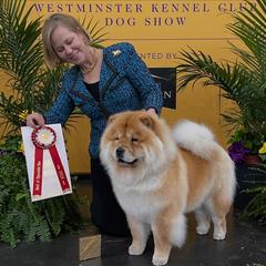 Chow Chow from Indigo Chows