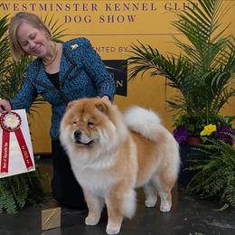 Chow Chow from Indigo Chows
