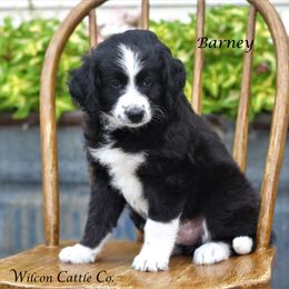 Aussiedoodle Puppies from Wilson Cattle Co.