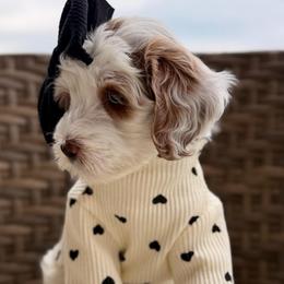 Bo Peep - Parti female Goldendoodle puppy in Blanchard, Oklahoma from Dream Doodles by Dondi
