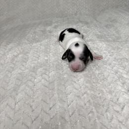 Girl 1 - female Dachshund puppy in Blackfoot, Idaho from 208 Weenies