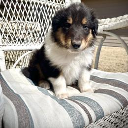 Rip - Black white and tan male Collie puppy in Park, Kansas from A/K Rough Collies